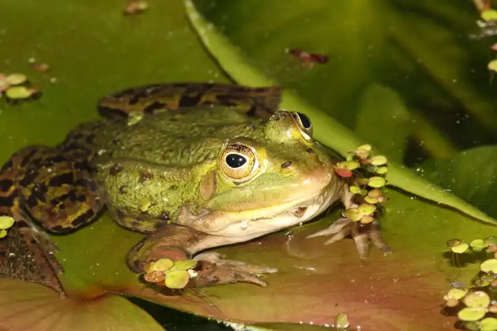 Pool Frog Pelophylax lessonae