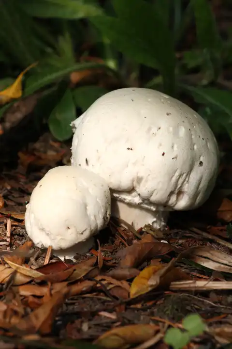 field mushroom Agaricus campestris