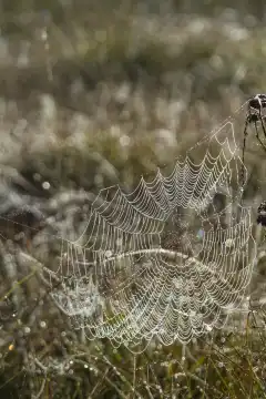 Morgentau - Wassertropfen om kunstvoll gefertigten Spinnennetz auf einer Moorwiese