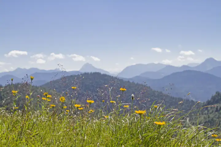 Mountain meadow in summer in front of the peaks of the Bavarian Prealps In the Bavarian Prealps