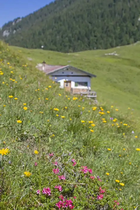 Die idyllische Tanneralm im Benediktenwandgebiet inmitten von blühenden Bergwiesen