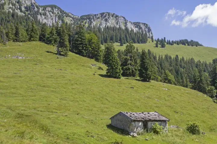 Stall der idyllischen Tanneralm im Benediktenwandgebiet inmitten von blühenden Bergwiesen