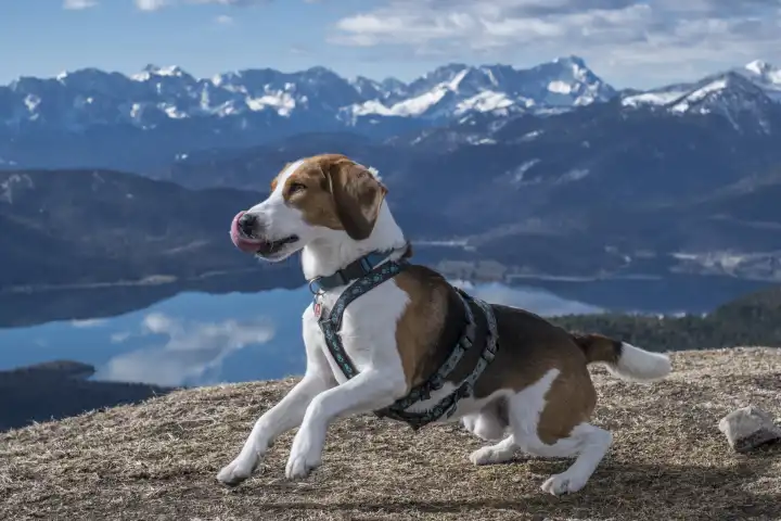 Beagle auf dem Gipfel des Hirschhörndlkopfs vor dem Panorama des Wettersteingebirges mit Zugspitze und Walchensee