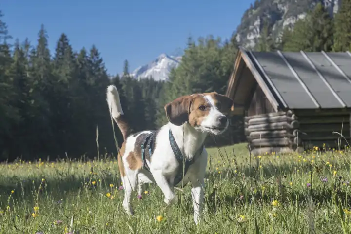 Beagle flitzt auf einer Wanderung zur Enningalm im Werdenfelser Land Ã ber die blÃ henden Blumenwiesen