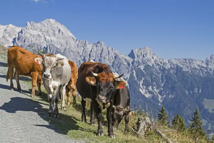Cows spend the alpine summer on the high mountain meadows in Pinzgau
