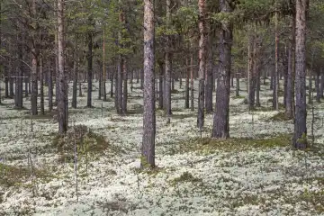 The real reindeer lichen, also called Cladonia rangiferina, covers the soil of Scandinavian forests or the treeless tundra