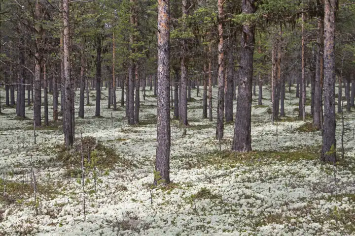 Die echte Rentierflechte, auch Cladonia rangiferina genannt bedeckt den Boden skandinavischer WÃ lder oder auch die baumlose Tundra