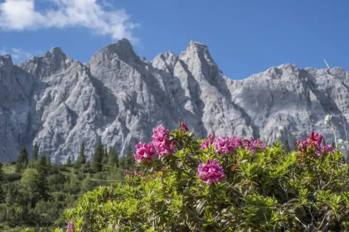 Blooming alpine rose meadow not far from the Ladizalm in the Karwendel Mountains