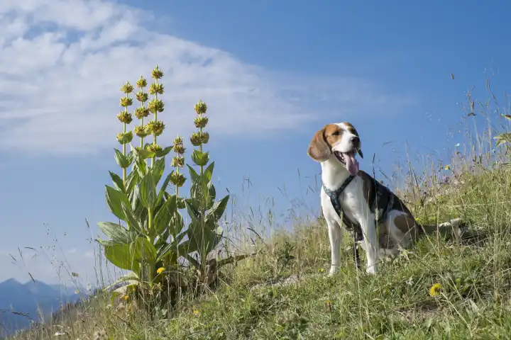 Beagle poses in front of a blooming yellow gentian in a mountain meadow