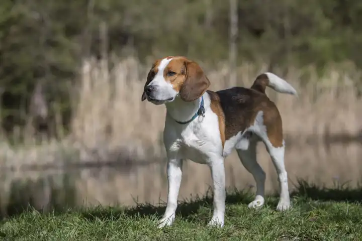 Beagle bei einem Fotoshooting am kleinen idyllischen Moorweiher