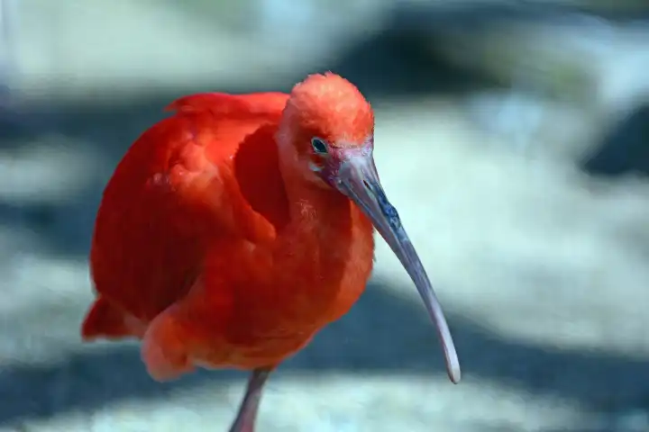 one red Ibis is standing in the water