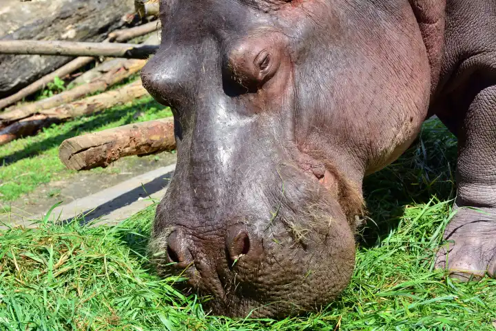 Hippopotamus head eating grass on the sunny day