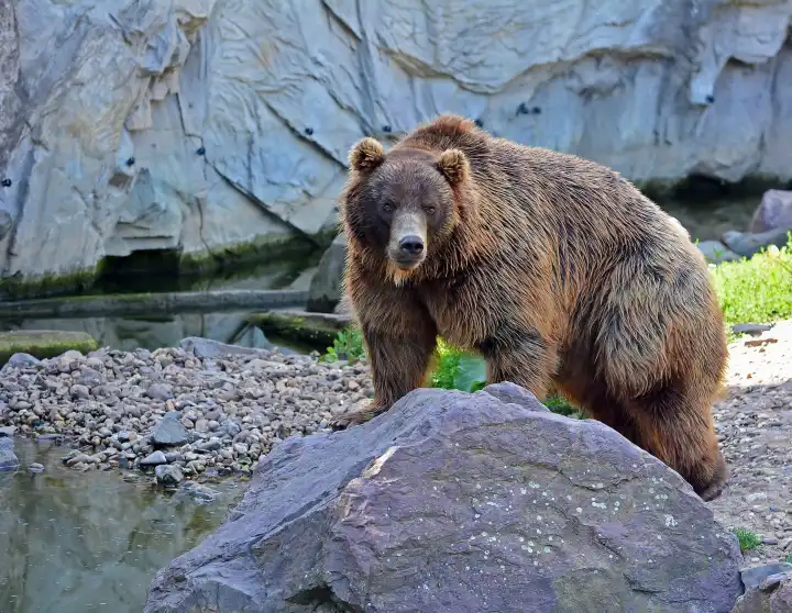 Big Brown Bear. Bear sits on a rock. Ursus arctos.