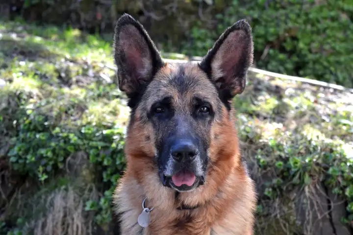 Portrait of a beautiful, male, German Shepherd dog
