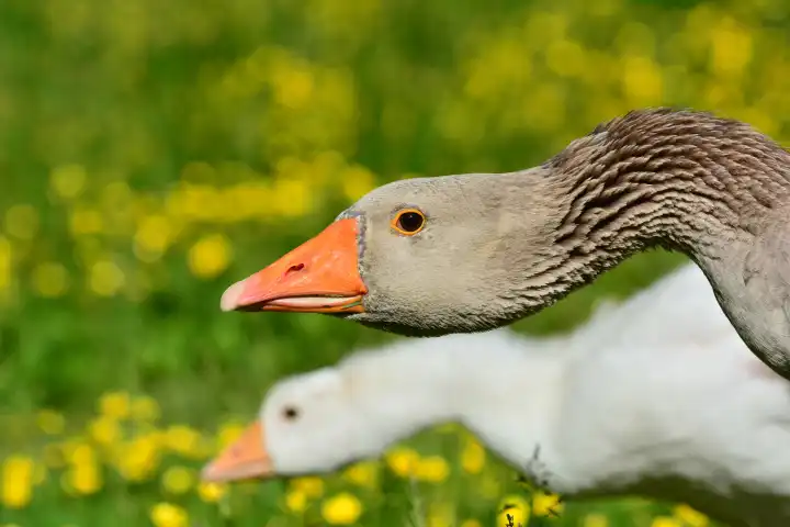 Pair of Goose walking on green Gras