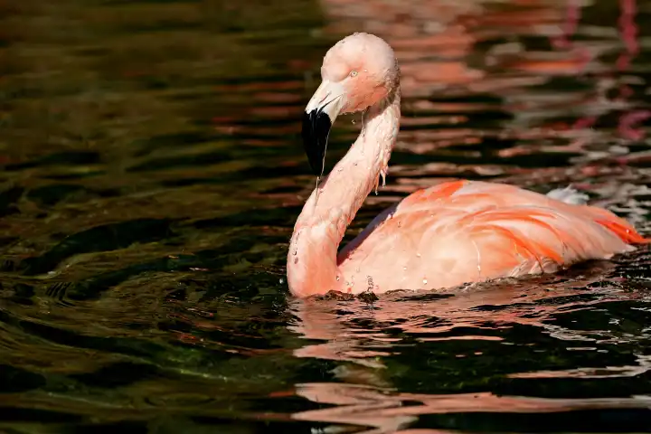 one red Flamingo is swimming on the see