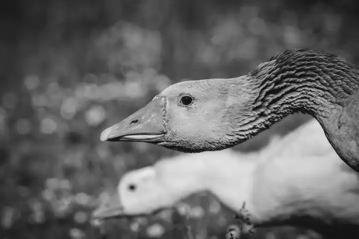 Two precious geese, in white black