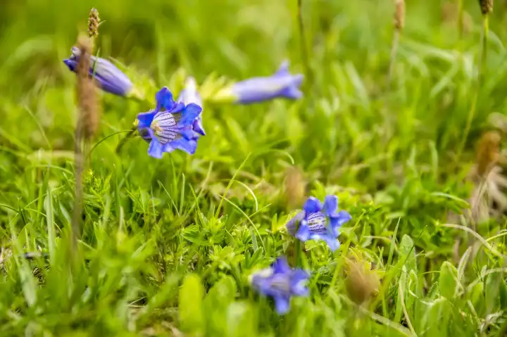 Flowering gentian on a meadow