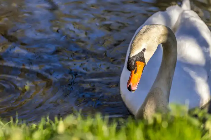 Swan on shore in sunshine