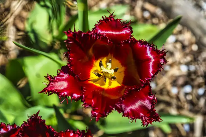Tulip flower, pink, yellow, open, sunshine