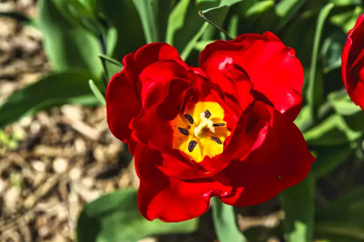 Single tulip flower, red, yellow spot, blossom, closeup