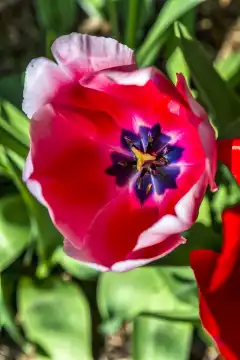 Tulpe rot und weiss, hochkant