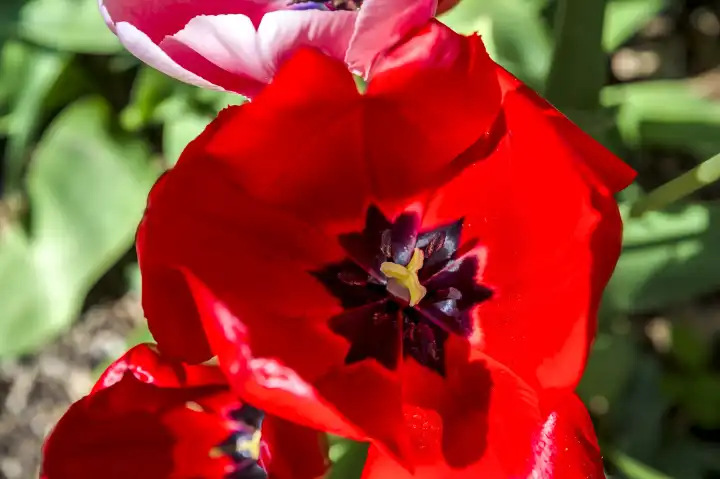 Single red spotted flower