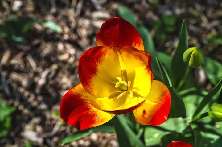 Offene Blüte einer Tulpe im Sonnenschein