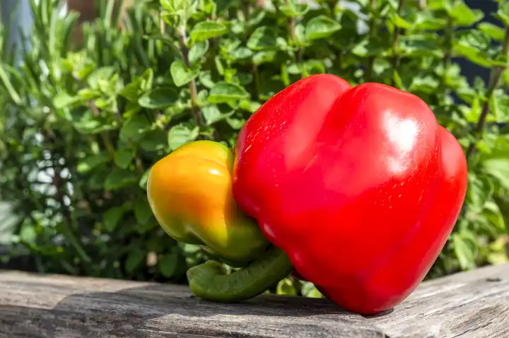 Bell pepper (Capsicum), ripe red, sunshine