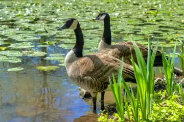 A pair of Canada geese (Branta canadensis) on the shore of a pond full of water lilies