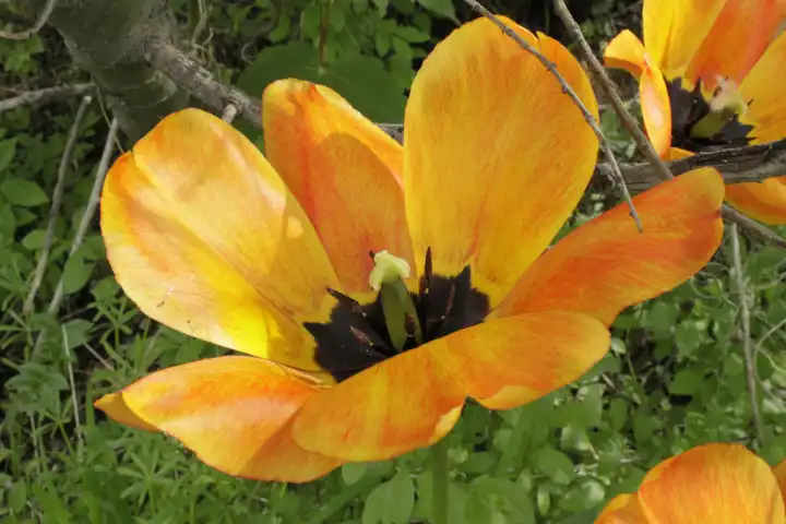 gelbe Tulpen Tulipa geöffnet, Liliaceae