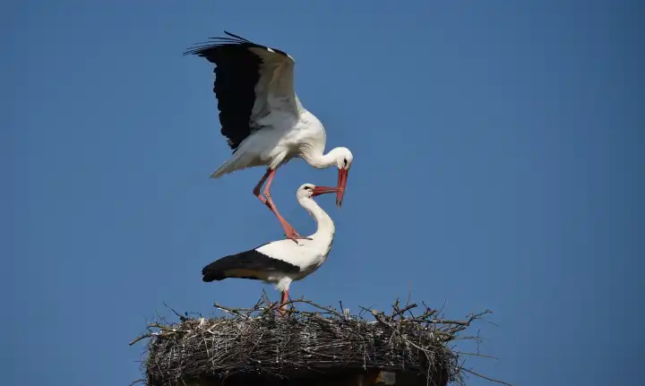 White stork mating