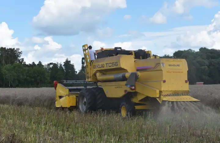 Combine harvester at the rapeseed harvest