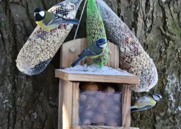 Blue tits and cabbage tits eat bird food in winter