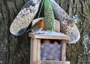 Little robin and blue tit eat bird food