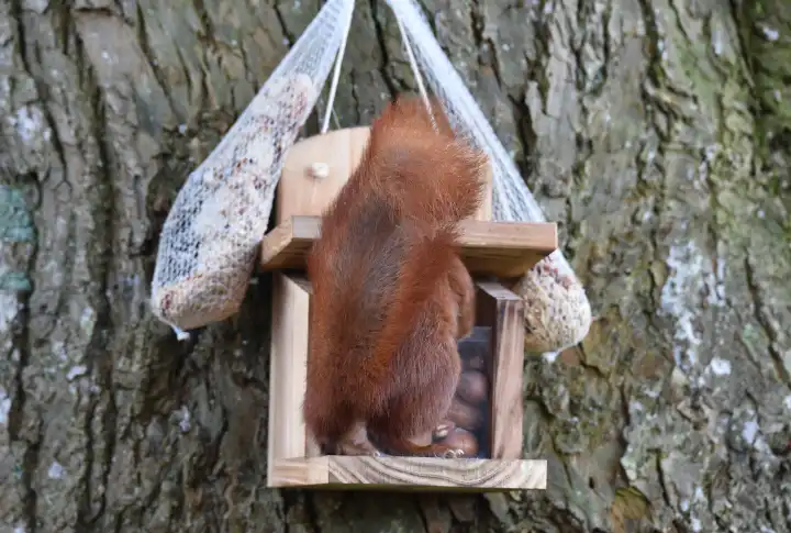 Eichhörnchen holt sich eine Nuss aus dem Futterhaus