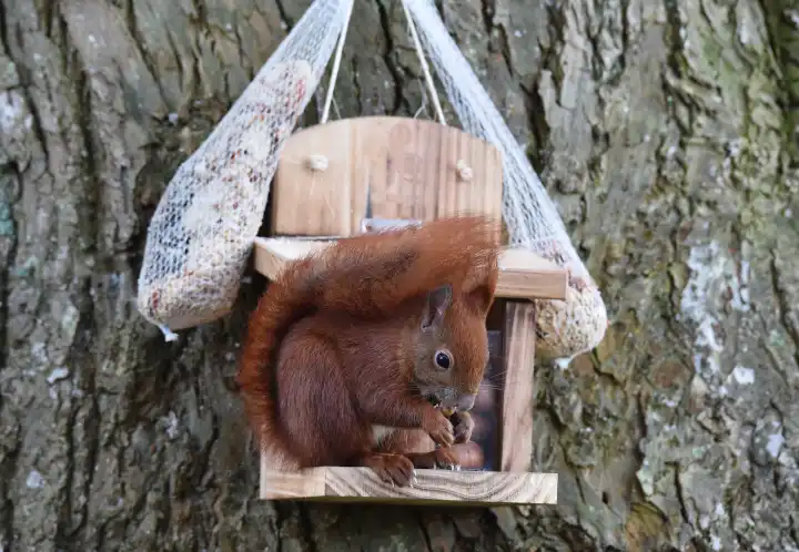 Eichhörnchen frisst Haselnüsse am Futterhaus