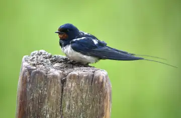 Swallow on a bench