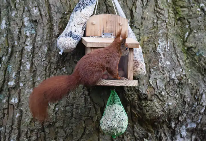 Eichhörnchen frisst Nüsse