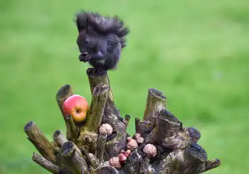 Eichhörnchen frisst Nüsse im Garten