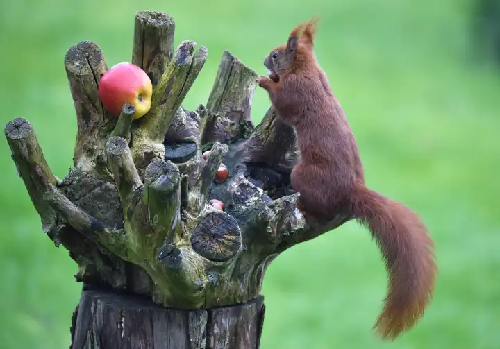 Eichhörnchen frisst Nüsse im Garten