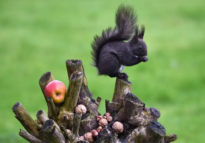 Squirrel eats nuts in the garden