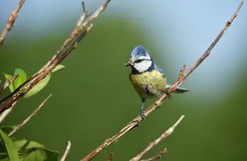 Blue tit with insect in its beak
