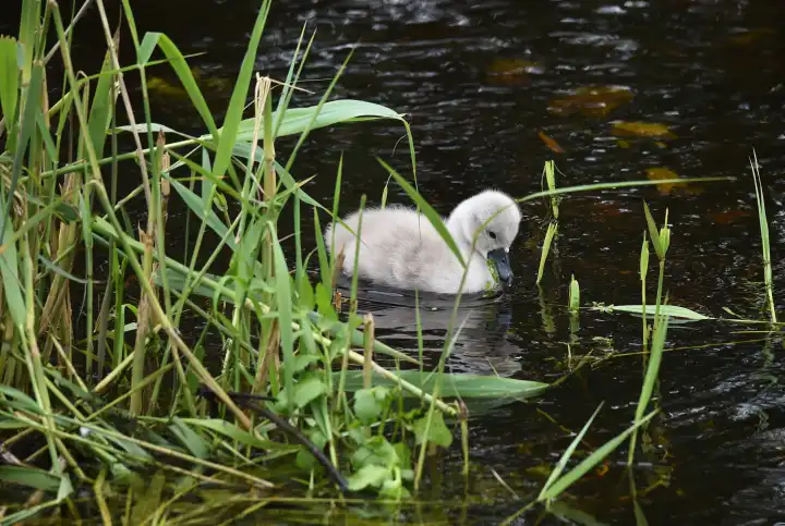 Mute swan chicks on a lake