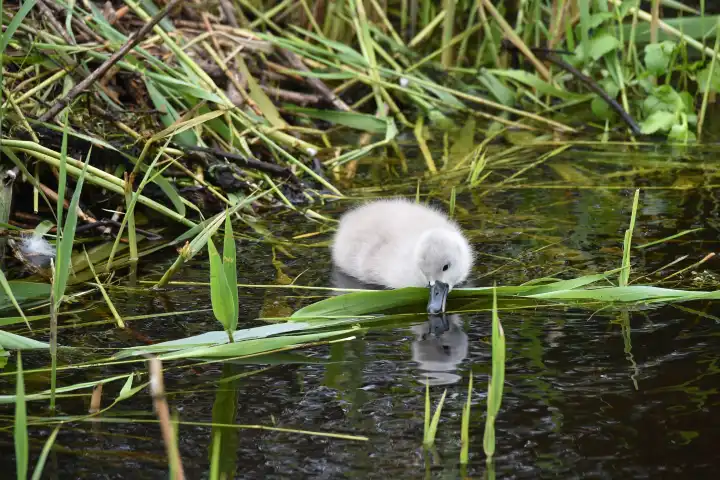 Mute swan chick