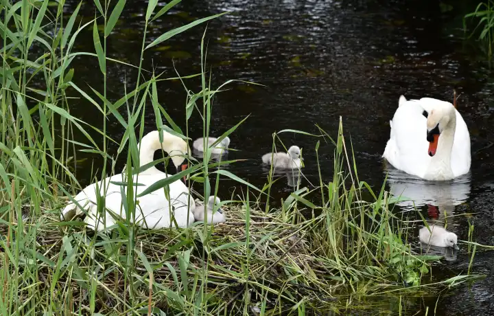 Mute swans with offspring