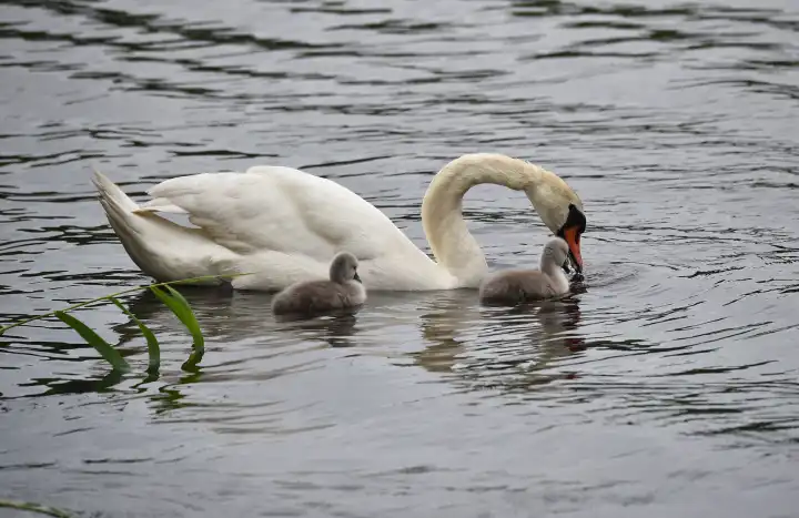 Mute swan with offspring