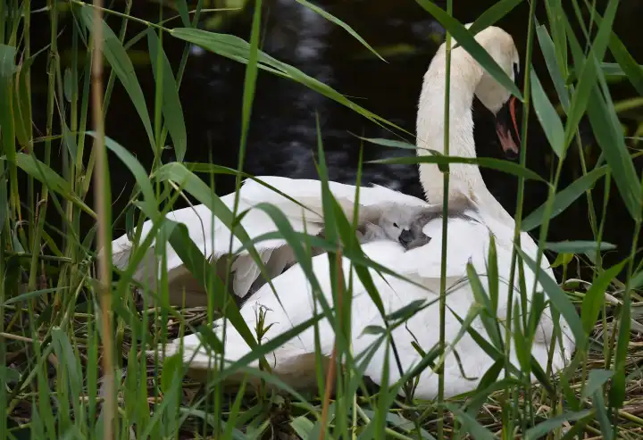 Mute swan with offspring