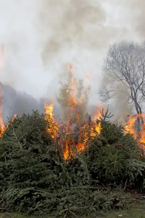 Brennende Tannenbäume loderndes Feuer