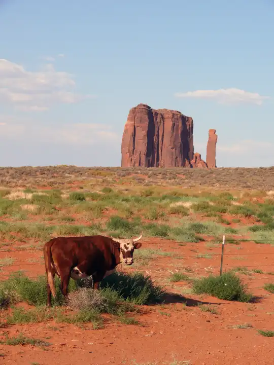 Cow at Monument Valley
